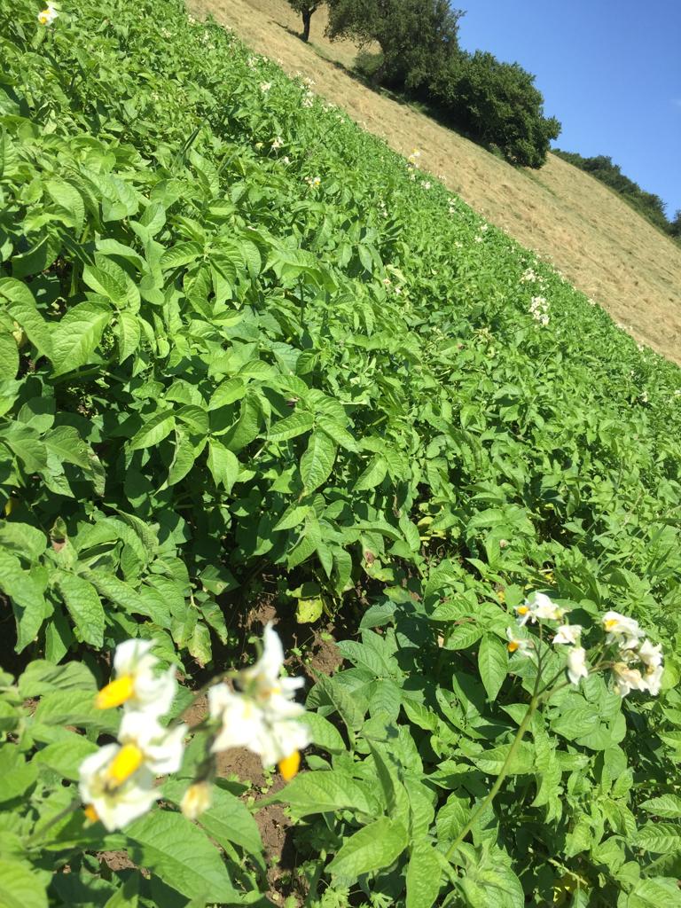 Blühende Kartoffelstauden am Hang