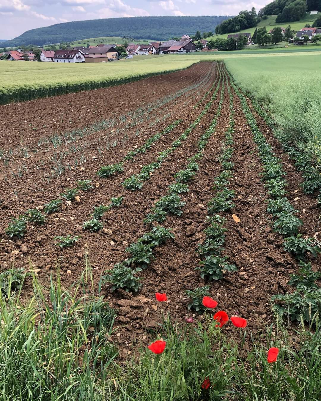 Kartoffelacker mit jungen Pflanzen und Mohnblumen, im Hintergrund das Dorf