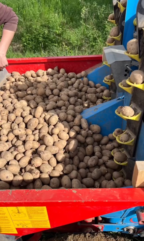Saatkartoffeln im Vorratsbehälter der Legemaschine